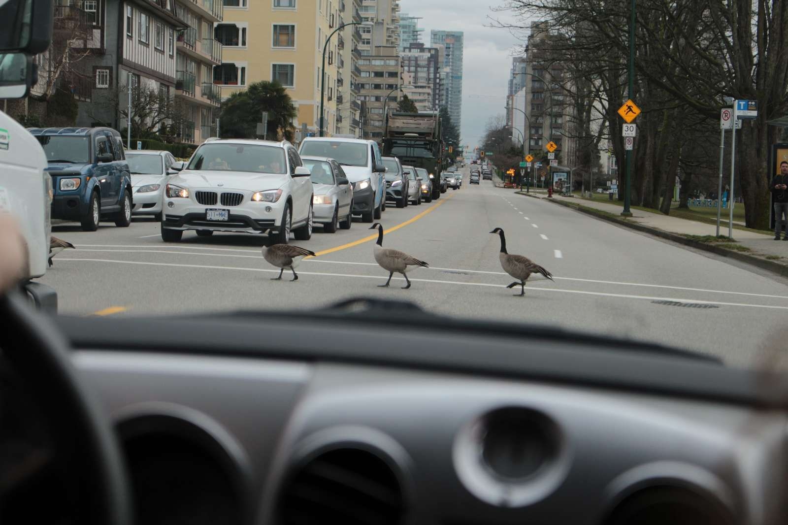 Vancouver - Geese crossing the street